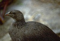 Cape Francolin - Francolinus capensis