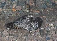 Common Poorwill (Phalaenoptilus nuttallii) photo