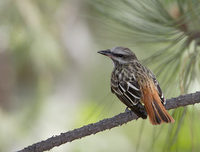 Sulphur-bellied Flycatcher (Myiodynastes luteiventris) photo