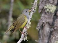 Connecticut Warbler (Oporornis agilis) photo