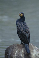 Great Cormorant (Phalacrocorax carbo) photo