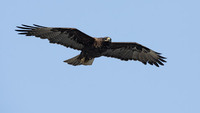 Galapagos Hawk (Buteo galapagoensis) photo