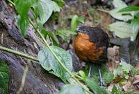 Dark-backed Wood-Quail (Odontophorus melanonotus) photo