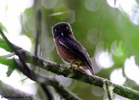 Jungle Hawk-Owl - Ninox theomacha