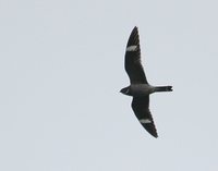 Common Nighthawk - Chordeiles minor