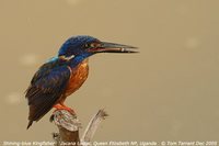 Shining-blue Kingfisher - Alcedo quadribrachys