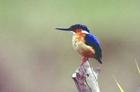 Malagasy Kingfisher - Alcedo vintsioides