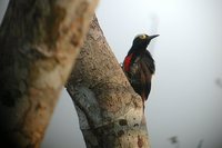 Yellow-tufted Woodpecker - Melanerpes cruentatus