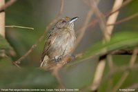 Plain-winged Antshrike - Thamnophilus schistaceus