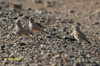 Thick-billed Lark - Ramphocoris clotbey