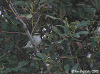 Yellow-browed Warbler - Phylloscopus inornatus