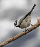 Mountain Chickadee - Poecile gambeli