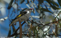 Painted Honeyeater - Grantiella picta