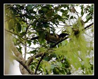 Western Parotia - Parotia sefilata