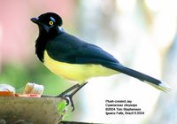 Plush-crested Jay - Cyanocorax chrysops