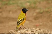 Black-headed Weaver - Ploceus melanocephalus