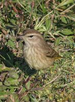 Palm Warbler - Dendroica palmarum