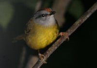 Russet-crowned Warbler - Basileuterus coronatus