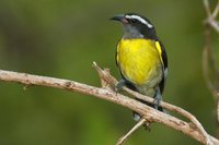 Bananaquit - Coereba flaveola