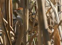 Bay-capped Wren-spinetail: a near-threatened bird