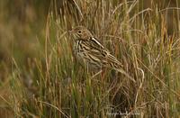 *NEW* Correndera Pipit