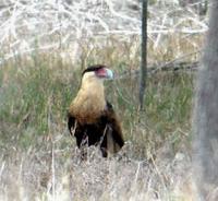 Northern Crested