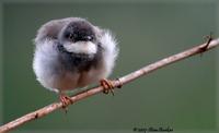 Grey-breasted Prinia