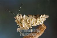 Flower mantid ( Pseudocreobotra wahlbergii ) stock photo