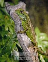 Chinese Water Dragon stock photo