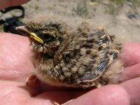 Nestling greater short-toed lark Calandrella brachydactyla