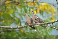 Oriental Turtle Doves