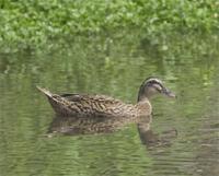 Koloa ~ Hawaiian Duck Anas wyvilliana