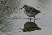 Tringa glareola , 알락도요 - Wood Sandpiper