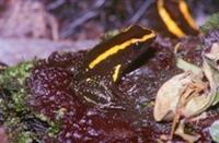 Phyllobates aurotaenia Kõkoé