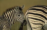 Burchell's Zebra, Equus burchelli, Mother and foal, Midmar Game Reserve, South Africa (25895)