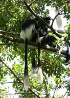 Eastern Black & White Colobus Monkeys in a tree