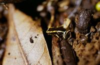 : Eleutherodactylus iberia