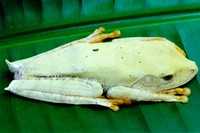 : Hypsiboas geographicus