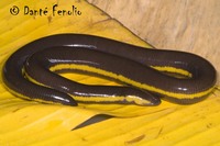 : Ichthyophis kohtaoensis