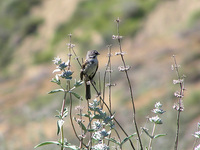 : Amphispiza belli; Sage Sparrow