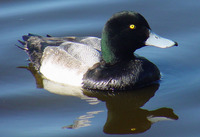 : Aythya marila; Greater Scaup