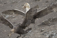 : Macronectes Giganteus; Southern Giant Petrel