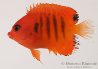 : Centropyge loriculus
