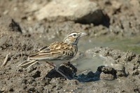 : Mirafra sabota; Sabota Lark