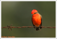 : Pyrocephalus rubinus; Vermilion Flycatcher