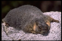 : Marmota flaviventris; Yellow-bellied Marmot