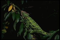 : Calumma globifer; Will's Chameleon