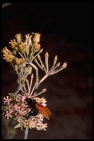 : Pepsis sp.; Tarantula Hawk