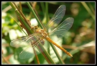 : Sympetrum striolatum