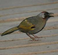 Silver-eared Laughingthrush,  Doi Inthanon